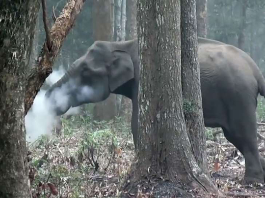 elephant smoki...